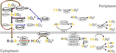 Genomes of Neutrophilic <mark class="highlighted">Sulfur-Oxidizing</mark> Chemolithoautotrophs Representing 9 Proteobacterial Species From 8 Genera